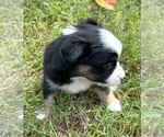 Small #4 Miniature Australian Shepherd
