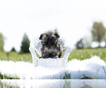 Small Photo #4 Havanese-Poodle (Toy) Mix Puppy For Sale in WARSAW, IN, USA