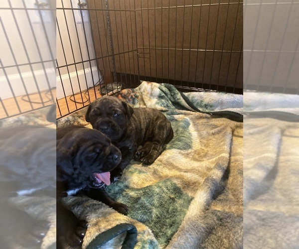 Medium Photo #3 Boerboel-Cane Corso Mix Puppy For Sale in MOUNT AIRY, MD, USA