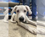 Small #6 Great Pyrenees Mix