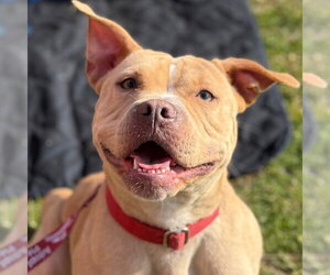 Mutt Dogs for adoption in Canton, CT, USA