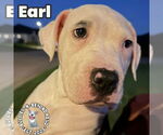 Small Staffordshire Bull Terrier