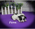 Small #7 Poodle (Toy)