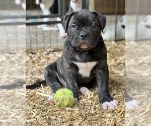American Bulldog Puppy for Sale in COLUMBIA, Kentucky USA