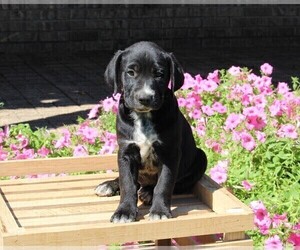 Dalmatian-English Cream Golden Retriever Mix Puppy for sale in FREDERICKSBURG, OH, USA