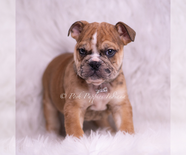 Medium Photo #5 Bulldog Puppy For Sale in WARSAW, IN, USA