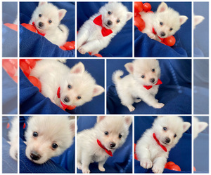 Pomsky Puppy for sale in GREEN BAY, WI, USA