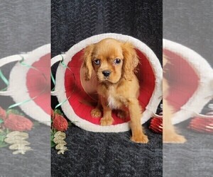 Cavalier King Charles Spaniel Puppy for sale in JASONVILLE, IN, USA