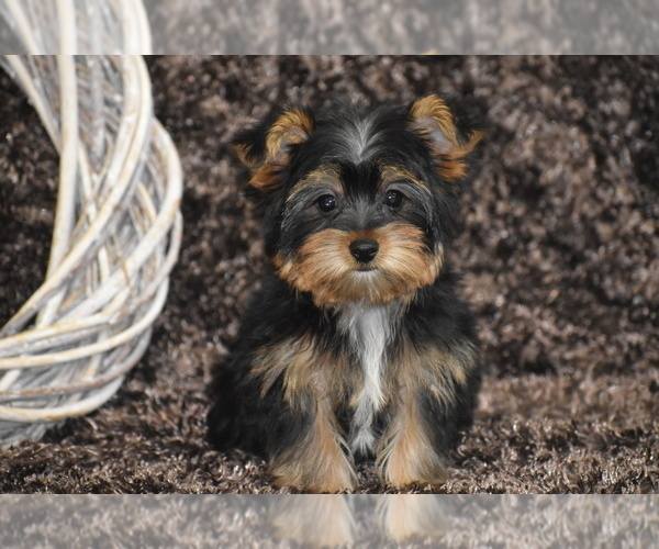 Medium Photo #4 Yorkshire Terrier Puppy For Sale in ELDORADO, OH, USA