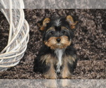Small #3 Yorkshire Terrier