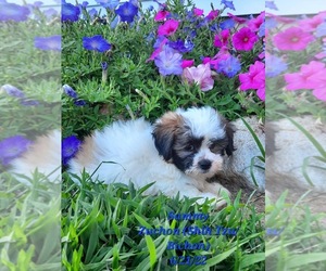Zuchon Dog for Adoption in SHIPSHEWANA, Indiana USA