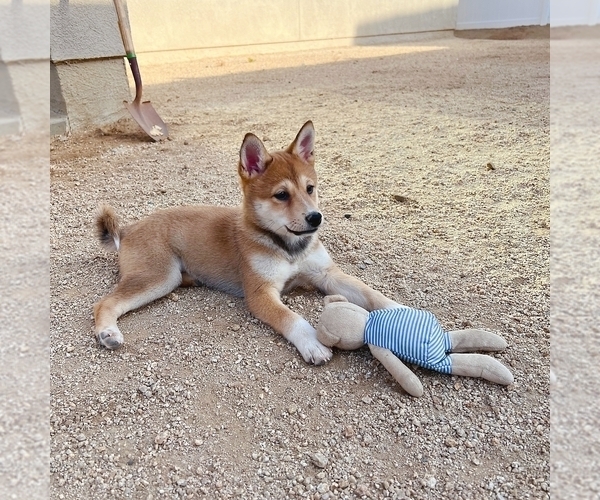 Medium Photo #3 Shiba Inu Puppy For Sale in TEMECULA, CA, USA
