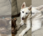 Small #9 Siberian Husky Mix