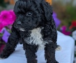 Small #9 Maltipoo (Toy)
