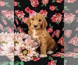 Goldendoodle Puppy for sale in OXFORD, PA, USA