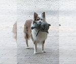 Shep - Male Australian Shepherd Dog for Adoption - Small photo