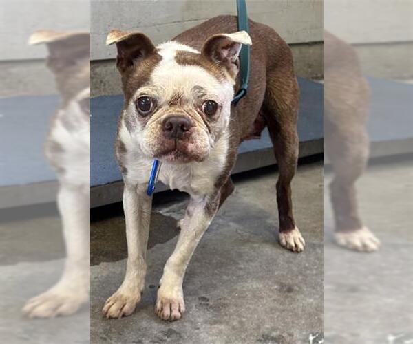Medium Photo #1 Boston Terrier Puppy For Sale in Camarillo, CA, USA