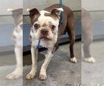 Small Boston Terrier