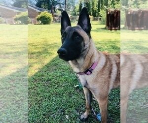 Mother of the Belgian Malinois puppies born on 05/26/2022