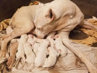 Dogo Argentino Puppy for sale in MADERA, CA, USA