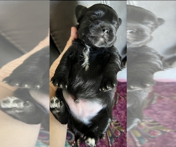 Medium Photo #2 Havashu-YorkiePoo Mix Puppy For Sale in WICHITA, KS, USA