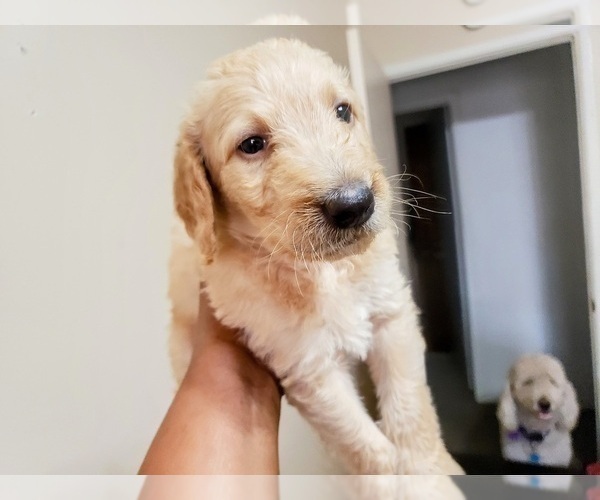Medium Photo #2 Labradoodle Puppy For Sale in SAN ANTONIO, TX, USA