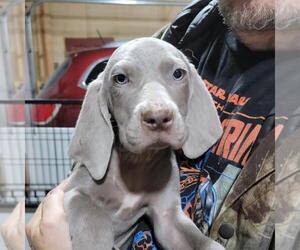 Weimaraner Puppy for sale in BERESFORD, SD, USA