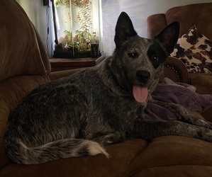 Mother of the Australian Cattle Dog puppies born on 06/04/2025