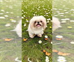 Small #4 Shih Tzu