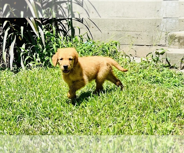 Medium Photo #7 Golden Retriever Puppy For Sale in RICHARDS, TX, USA