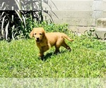 Small #6 Golden Retriever