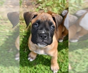 Boxer Puppy for sale in RICHVILLE, OH, USA