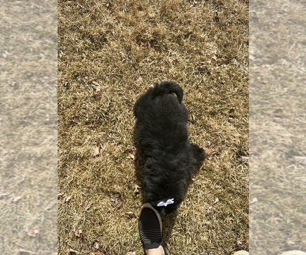 Medium Photo #2 Bernese Mountain Dog Puppy For Sale in ATHENS, WI, USA