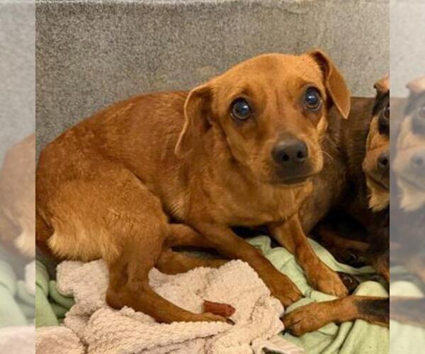 Medium Photo #1 Chihuahua Puppy For Sale in San Antonio, TX, USA