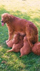 Mother of the Golden Retriever puppies born on 05/14/2017