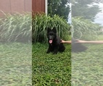 Small #3 German Shepherd Dog