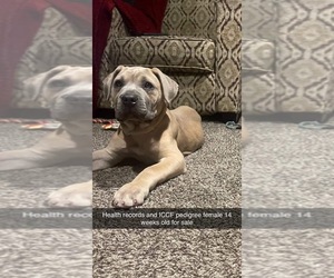 Cane Corso Puppy for sale in OAK PARK, IL, USA