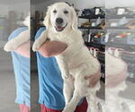 Small #1 Great Pyrenees Mix