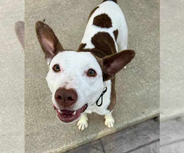 Medium Photo #1 American Staffordshire Terrier-Unknown Mix Puppy For Sale in New Oxford , PA, USA