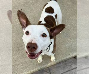 American Staffordshire Terrier-Unknown Mix Dogs for adoption in New Oxford , PA, USA