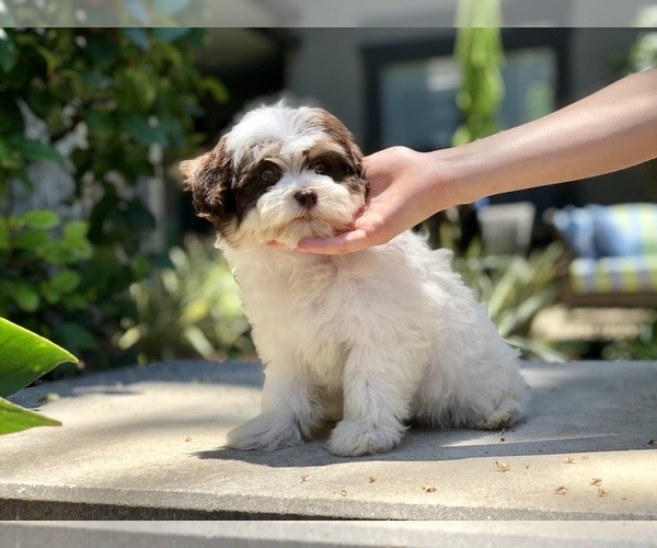 Medium Photo #5 Havanese Puppy For Sale in HOUSTON, TX, USA