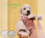 Puppy Peridot English Cream Golden Retriever