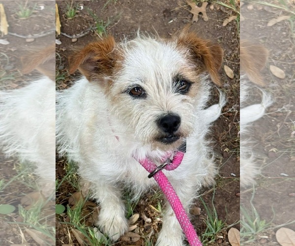 Medium Photo #2 Jack Russell Terrier-Unknown Mix Puppy For Sale in Grafton, WI, USA