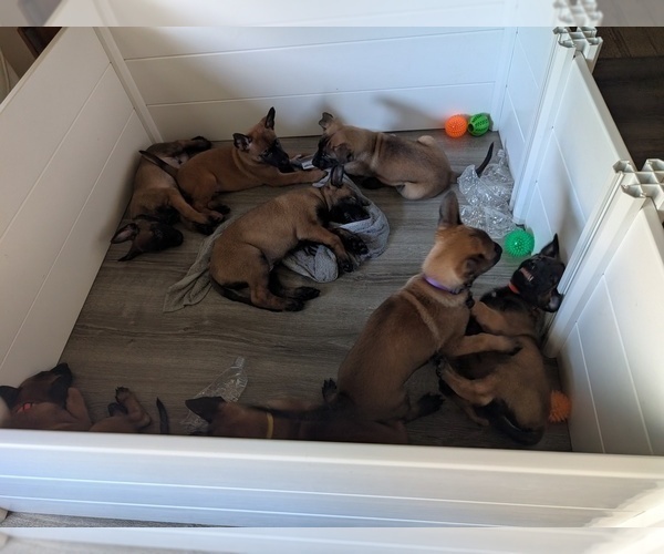 Medium Photo #8 Belgian Malinois Puppy For Sale in OSHKOSH, WI, USA