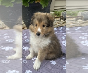 Shetland Sheepdog Puppy for sale in PINE ISLAND, MN, USA