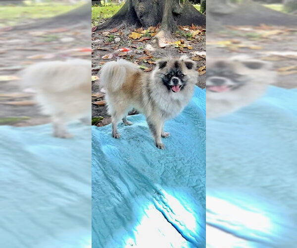 Medium Photo #9 Pominese Puppy For Sale in Weston, FL, USA