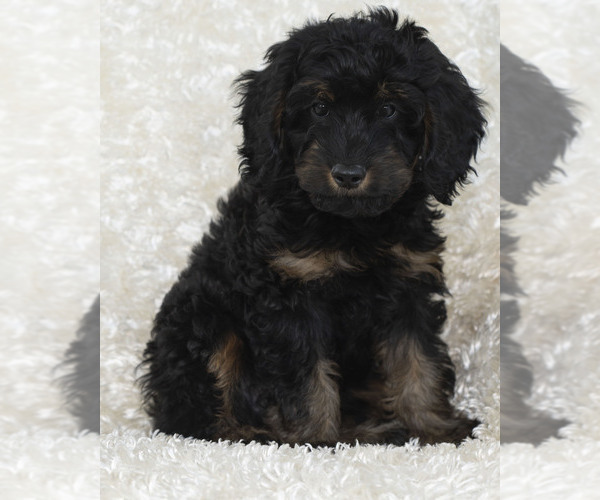 Medium Photo #2 Goldendoodle Puppy For Sale in TOPEKA, KS, USA