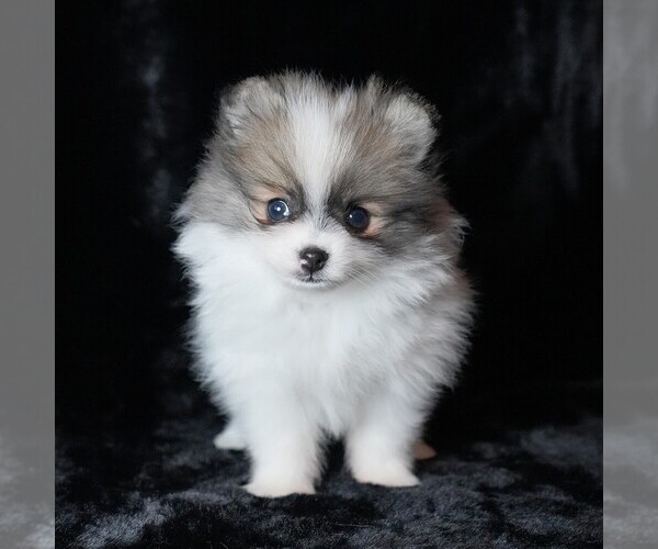 Medium Photo #1 Pomeranian Puppy For Sale in ROCK VALLEY, IA, USA