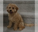 Small #4 Cavapoo