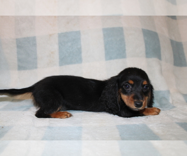 Medium Photo #4 Dachshund Puppy For Sale in BLMGTN, IN, USA